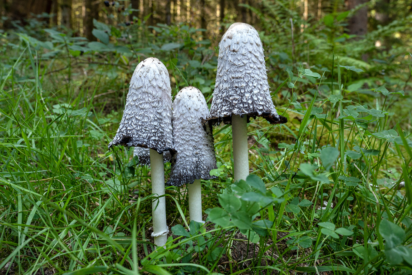grau-schwarzer, länglich gewachsener Pilz, der nicht gerade geniessbar aussieht