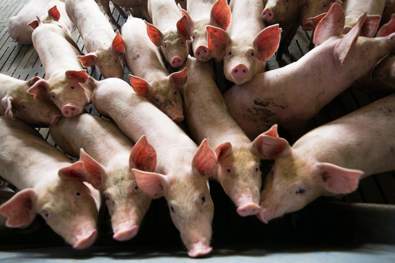 Eine Gruppe Schweine im Stall 