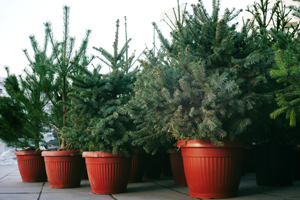Wo du einen Weihnachtsbaum im Topf mieten oder kaufen kannst