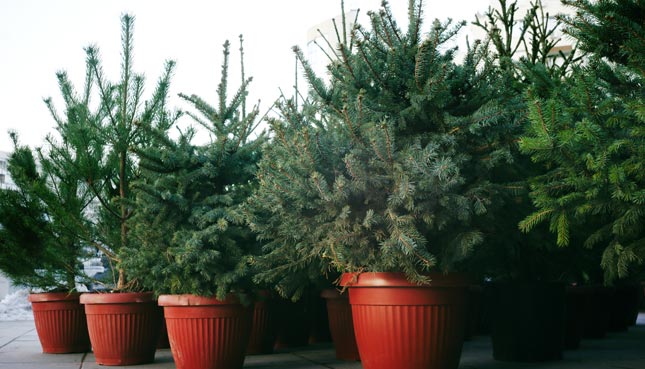 Weihnachtsbaum mieten oder im Topf kaufen und pflegen