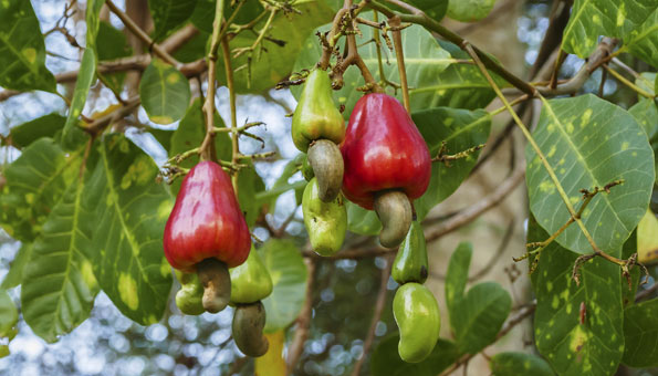 Cashewfrucht an Cashewbaum