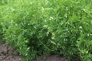 Linsen im Garten selber anbauen 