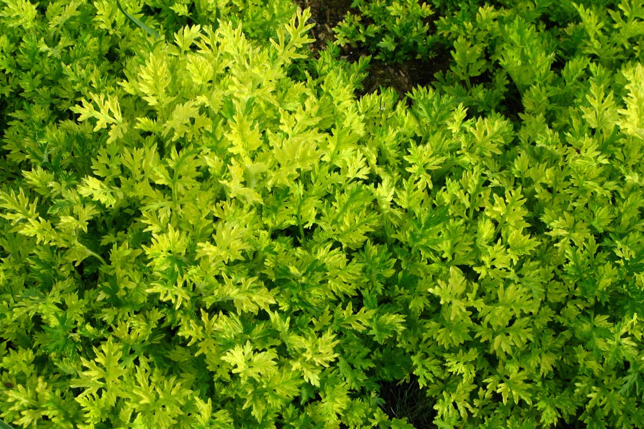 Garten-Beifuss-Artemisia Vulgaris
