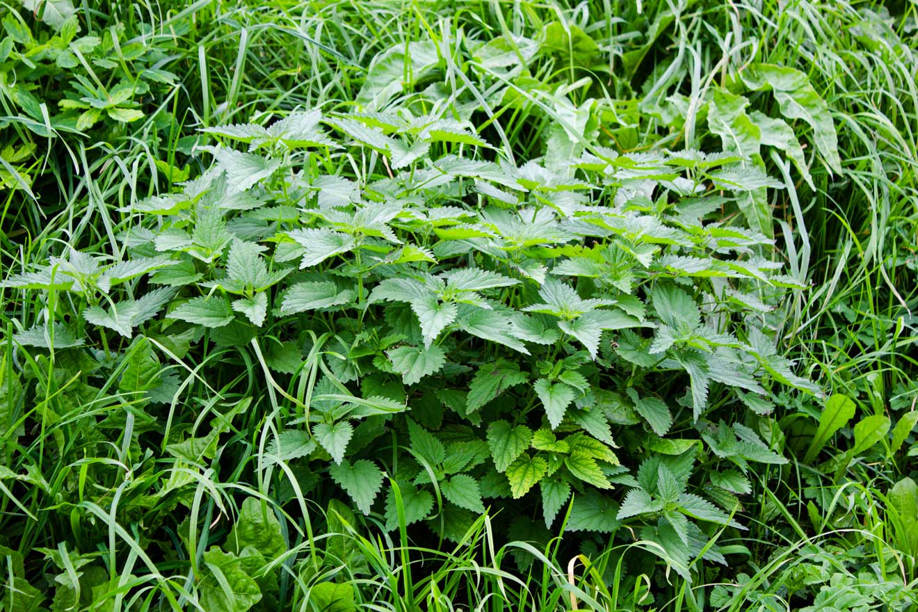 Brennnesselbusch – grüne Brennnesselblätter