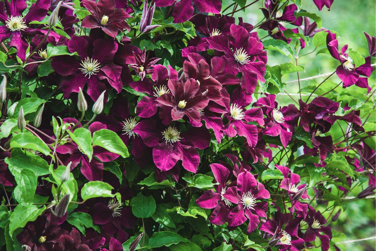 Clematis Niobe im Garten mit lila Blüten im Sommer