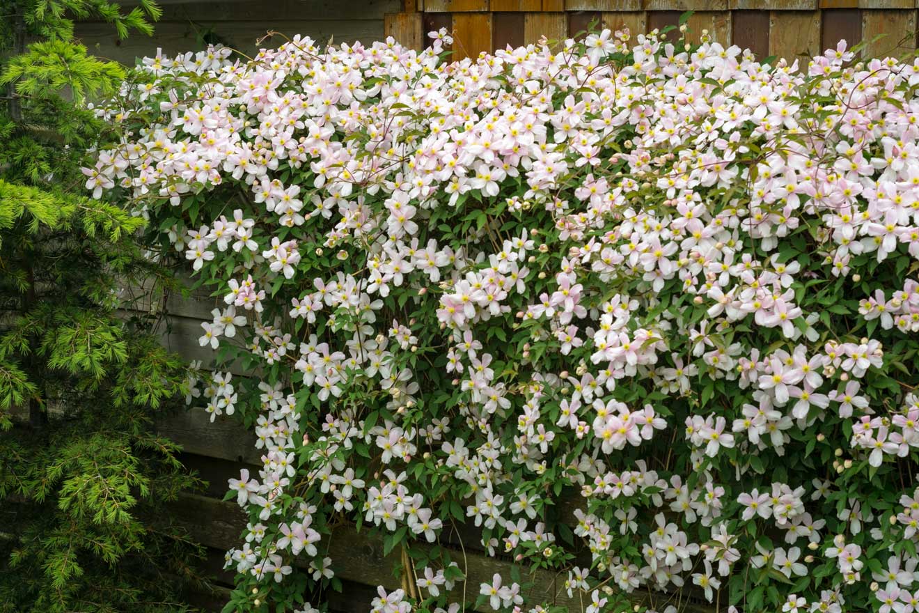 Schöne weisse Clematis montana wächst auf einem Zaun in einem Garten im Hinterhof.