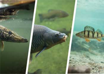Kennst du dich aus mit heimischen Fischarten?