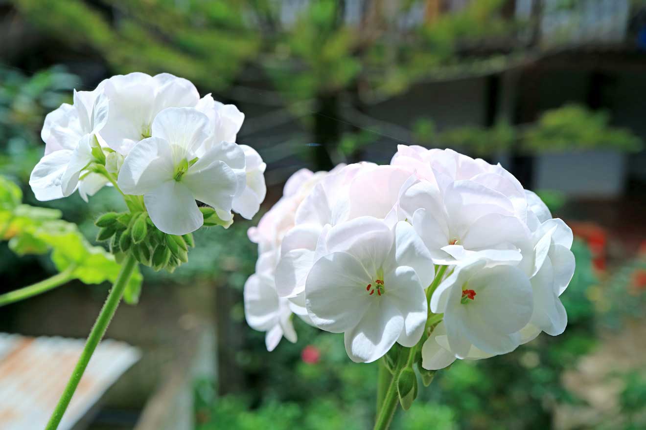 Bündel von schönen weißen Geranien (Pelargonium) im Innenhof