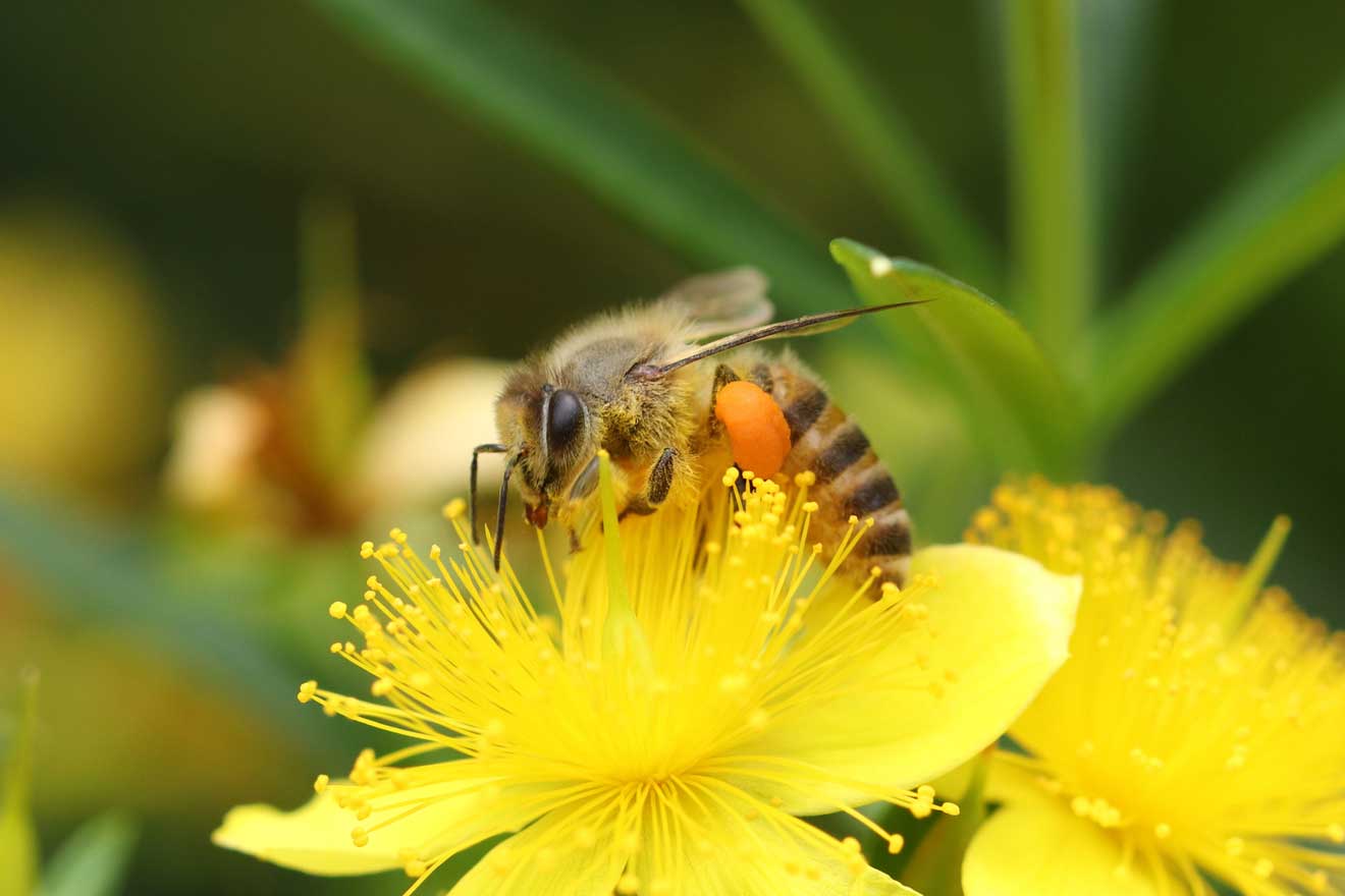 Eine Honigbiene, die gelbe Hypericum-Blüte bestäubt