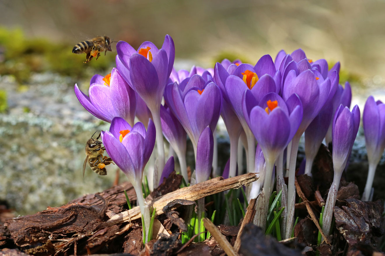 Makro von zwei Bienen mit Pollen Taschen nahenden Krokusse im Frühling