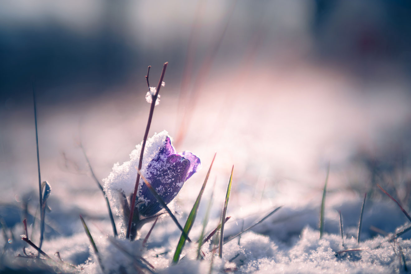 Violetter Krokus mit Schnee in der Morgensonne. Früher Frühling, erste blühende Schneeglöckchenblüten.