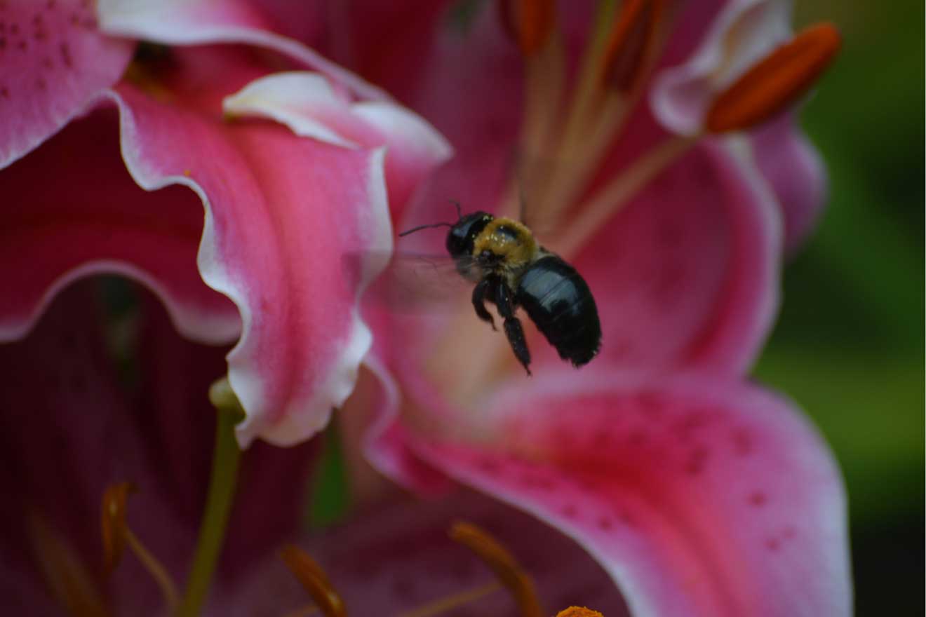 Nahaufnahme einer Biene in einer sogenannten «Stargazer Lilie», einer orientalischen Hypridform.