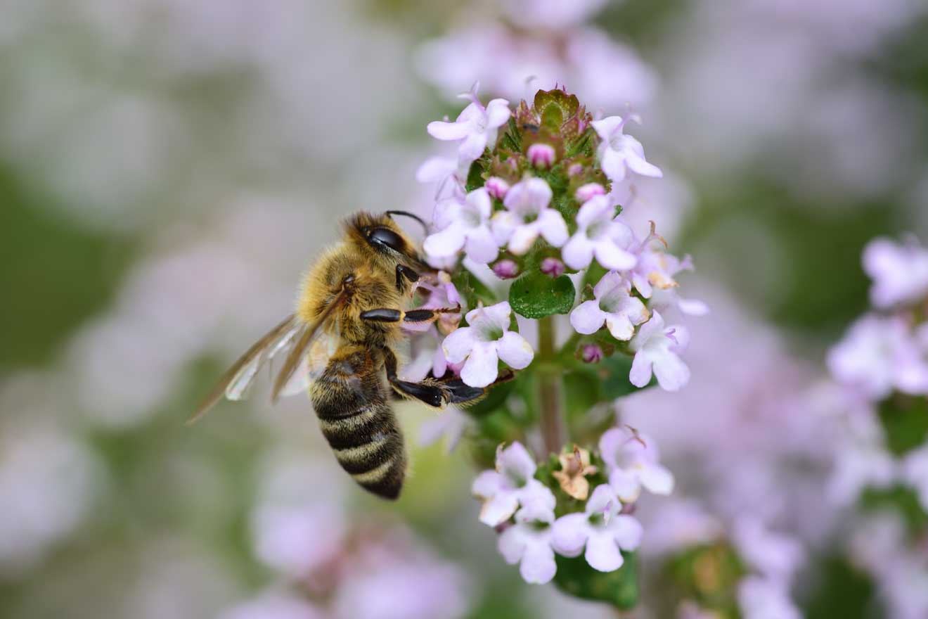 Nahaufnahme einer Honigbiene, die im Mai Pollen aus einer blühenden Majoranpflanze sammelt