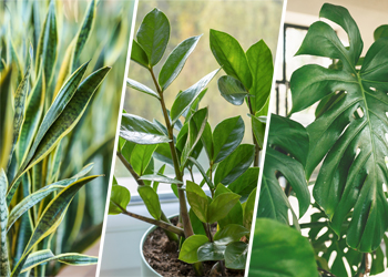 Die perfekte grüne Begleitung: Welche Zimmerpflanze passt zu mir?