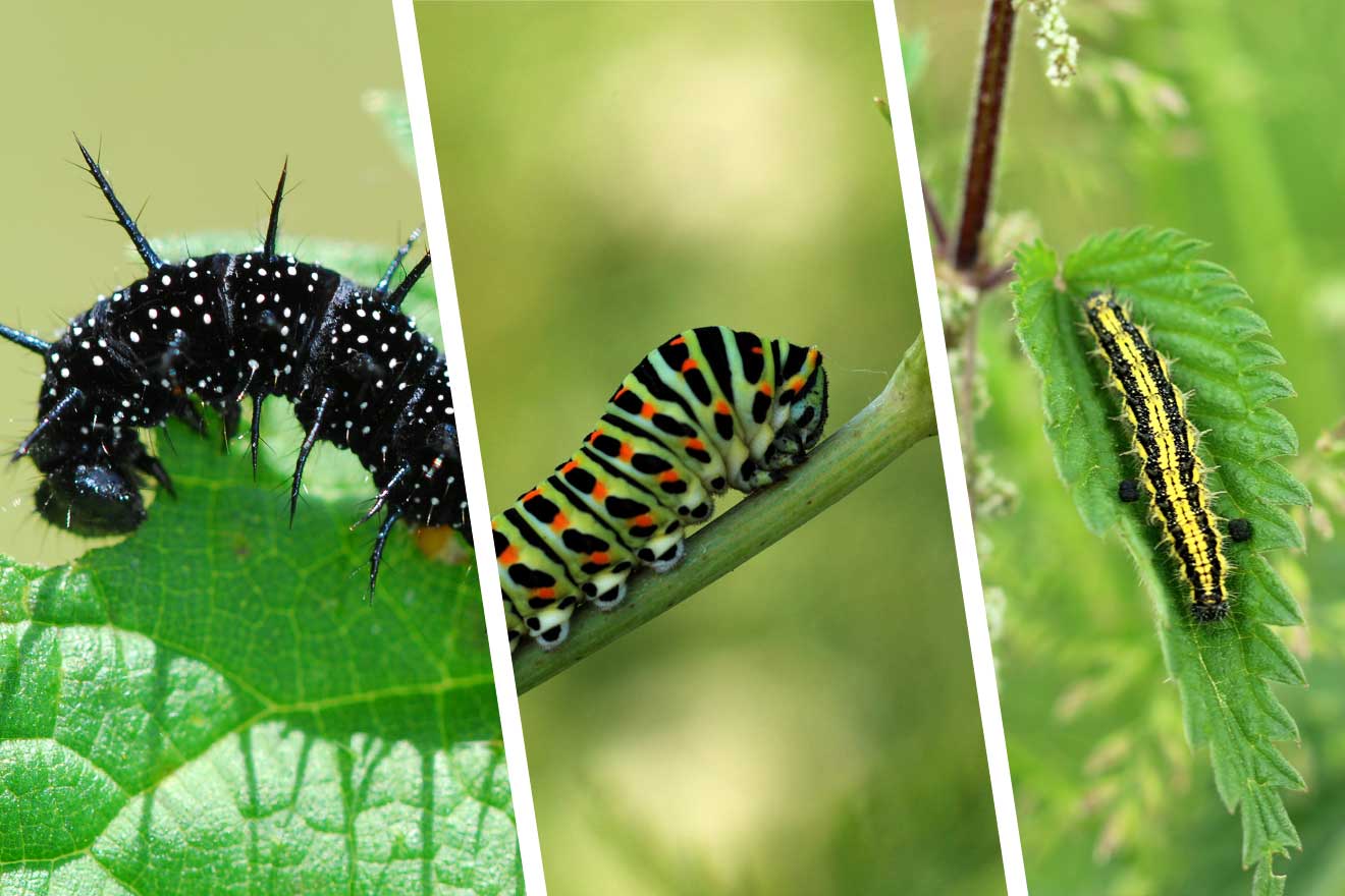 Die Schmetterlingsraupen von einem Tagpfauenauge, Tiger-Schwalbenschwanz und Kleiner Fuchs