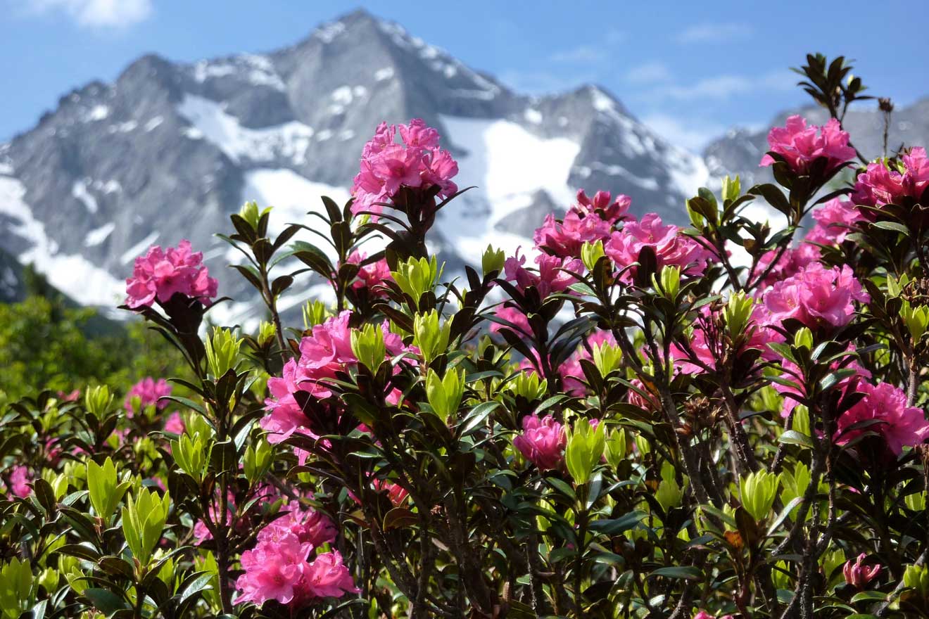 Blühende Rhododendren, im Hintergrund Berge mit Schnee