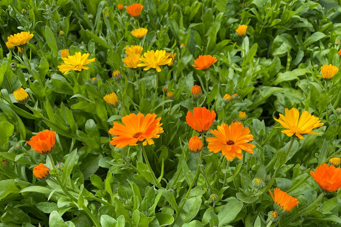 Gelbe und Orange Ringelblumen in einem Feld