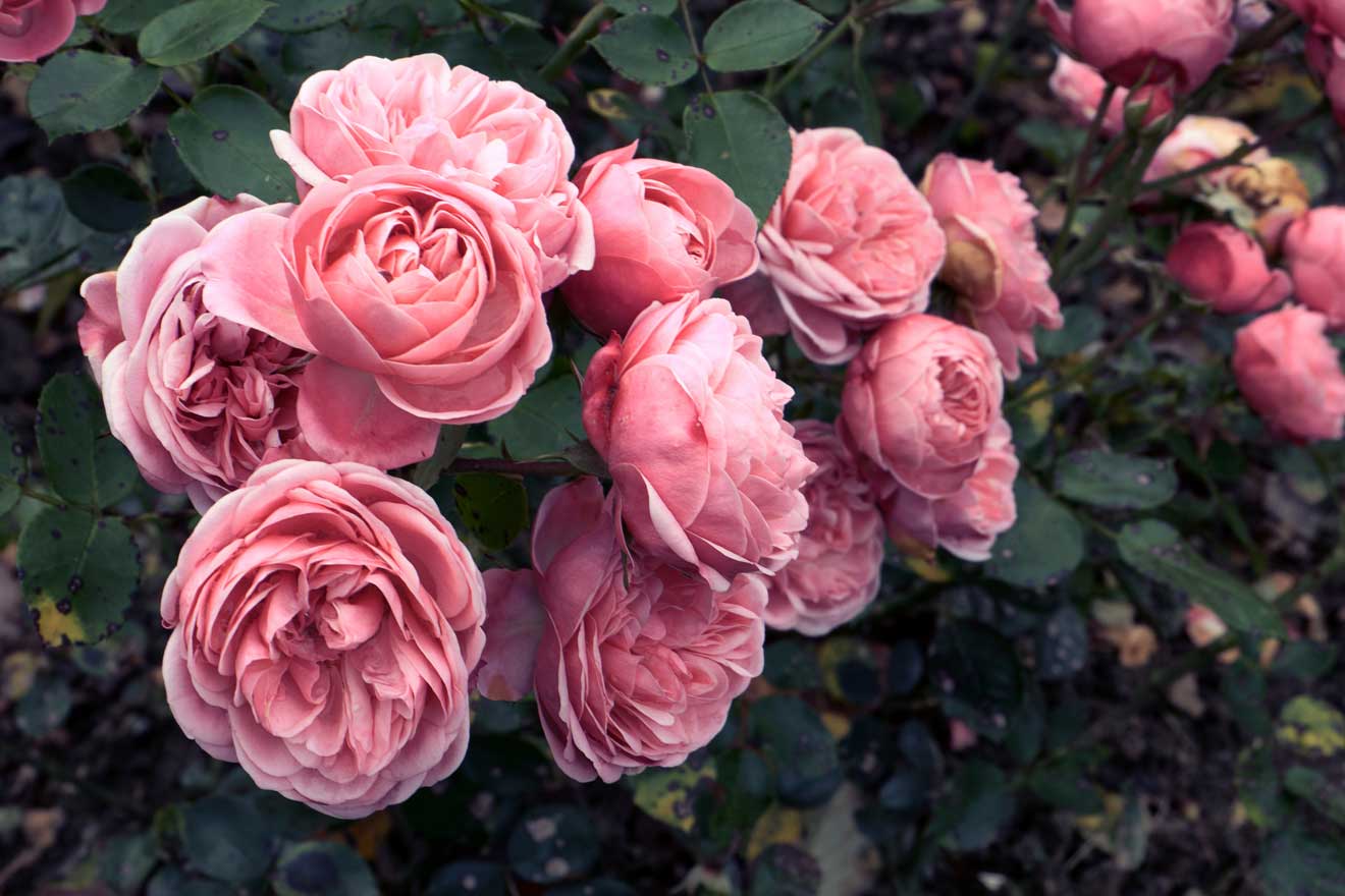 Schöne rosa Rosen am grünen Busch.
