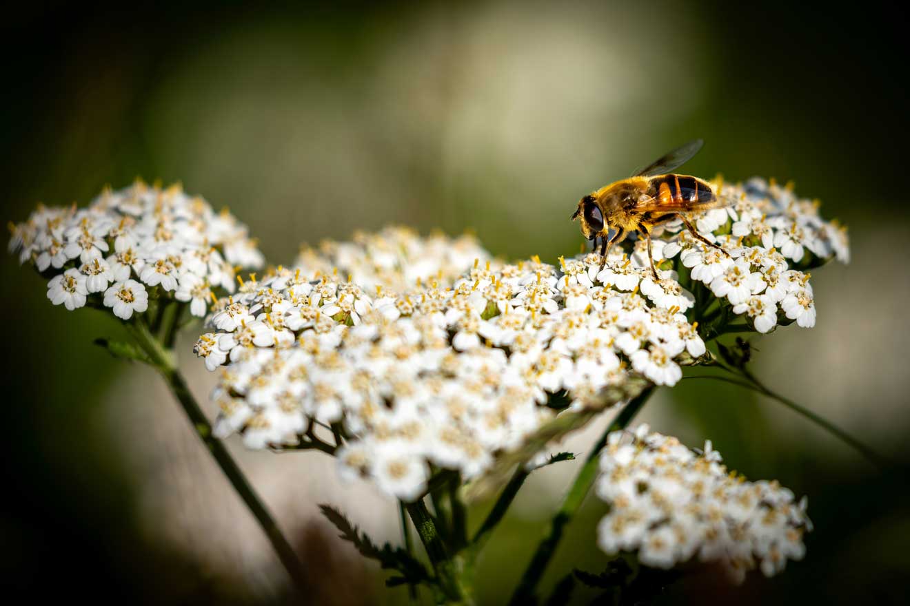 Eine Biene sitzt auf einer Schafgarbe