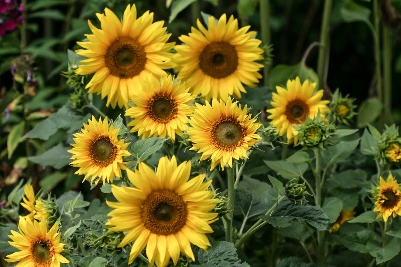 Blühende Sonnenblume in einem Garten