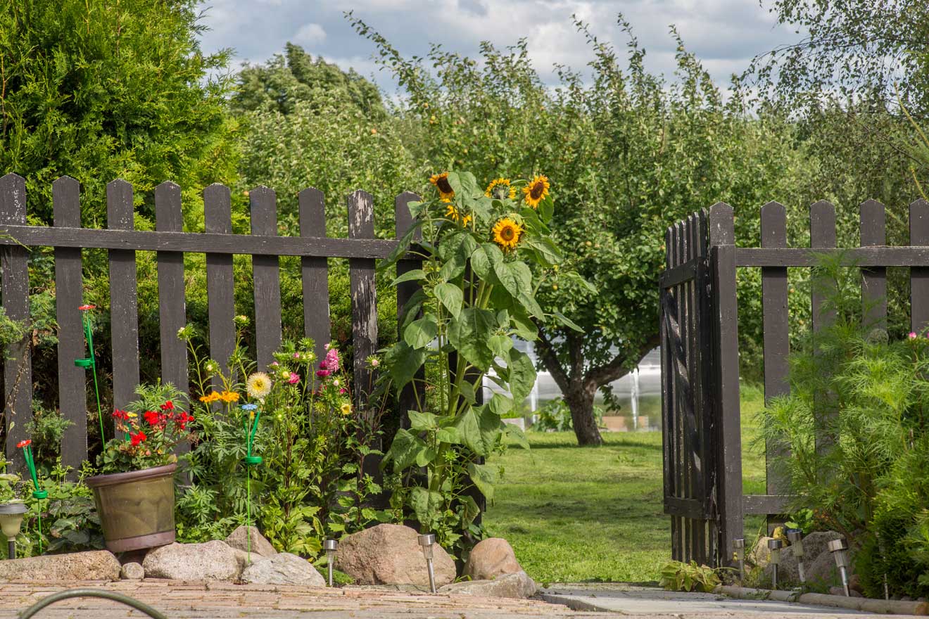 Sonnenblume am Eingang einer Gartenanlage
