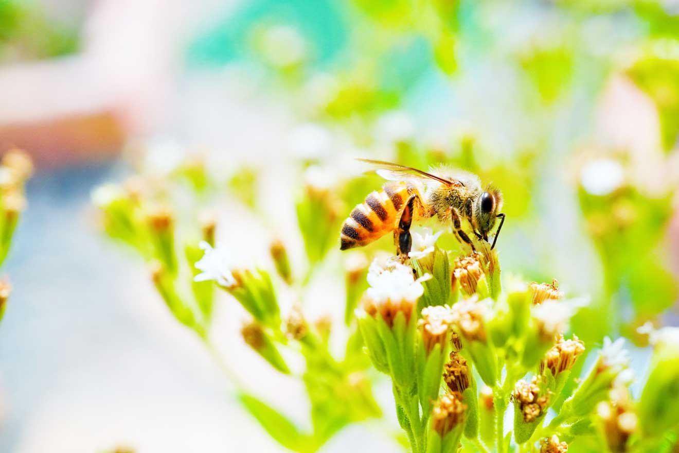 Nahaufnahme einer Biene, die auf einer kleinen weissen Stevia-Blume sitzt, die in einer Ecke des Gartens blüht