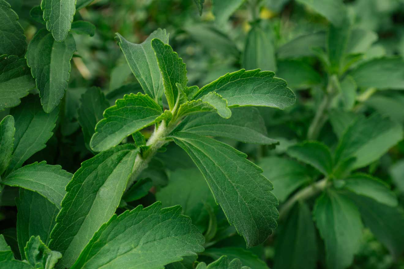 Steviapflanze Nahaufnahme