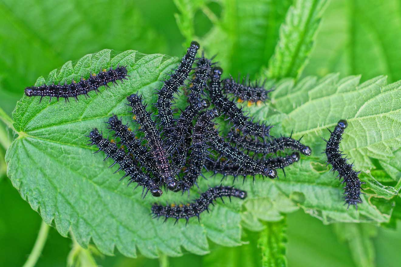 Viele Raupen von einem Tagfauenauge-Schmetterling auf einem Brennesselblatt