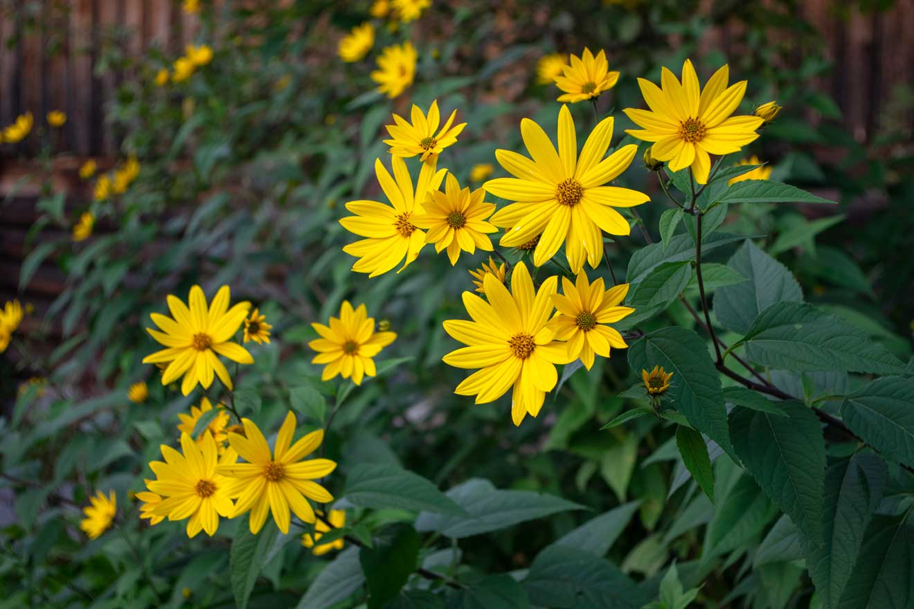 Topinambur-Sonnenblume, eine blühende Zierpflanze, gelb blühende Blüten und grüne Blätter