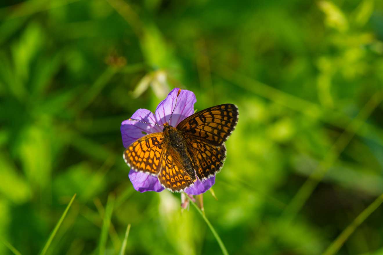 Schmetterling sitzt auf violetter Blume.
