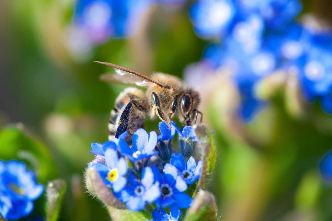 Eine Biene an einer Blüte eines Vergissmeinnichts