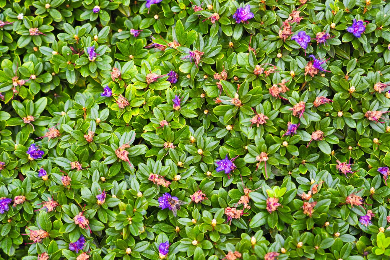 Der Rhododendron Impeditum, ein kleiner immergrüner Rhododendron, präsentiert seine Blätter und Blüten in einer Aufnahme aus der Vogelperspektive.
